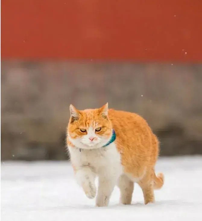 宠物：北京有这样一群猫它们不一样