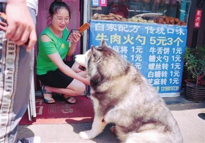 文艺路街宠饼太郎火了看这只哈士奇如何靠深情打动全网