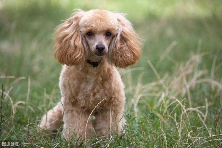 贵宾犬虽爱舔人但舔这些地方其实是有事要告诉你！