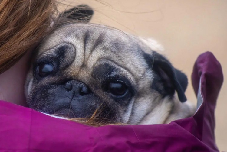 寿命不长的巴哥犬会有这4个特点你家狗有吗