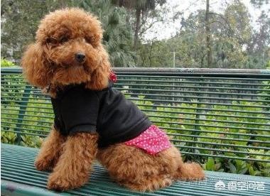 较便宜且小巧可爱的宠物犬有什么？