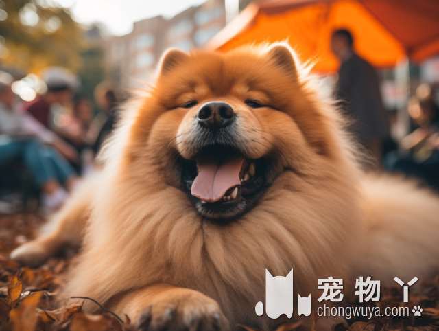 拉布拉多犬属于大型吗？