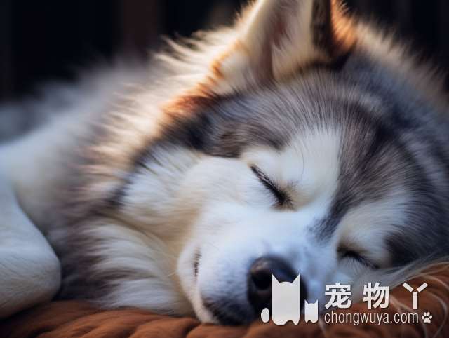 买泰迪犬时，看到这5种狗扭头就走，白送都别带回家