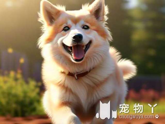 为什麽“马尔泰犬”越来越受欢迎？网民：养了就不想换狗了