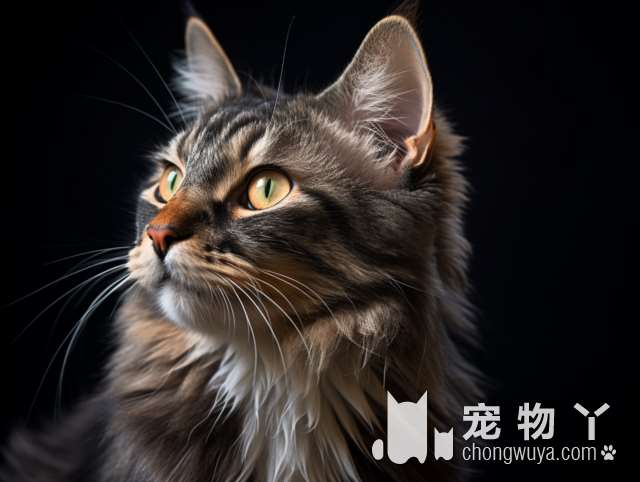 中国本土唯一的狸花猫，一辈子只认一个主人