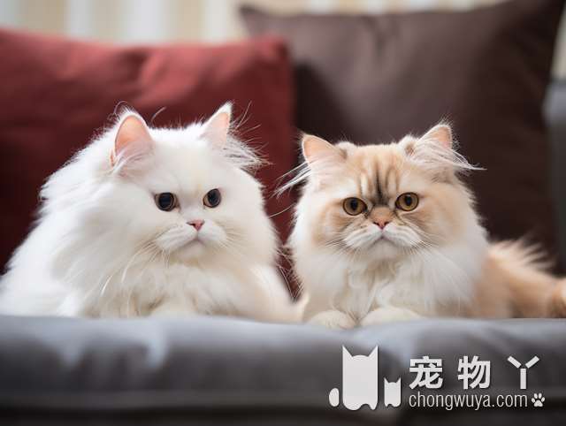 猫舍环境有多干净？猫咪的颜值和性格都在线吗?